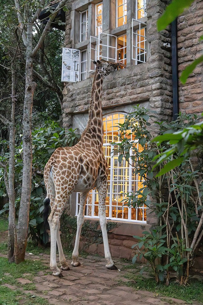 Giraffe Manor - The Kenyan Hotel with Giraffes