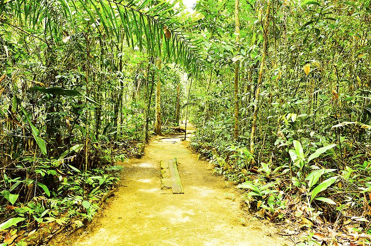 Amazonas jungle