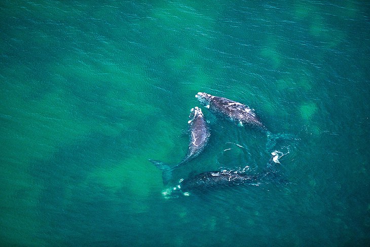 Whales in Tasmania