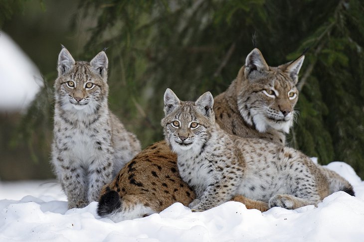 Lynx family in the snow