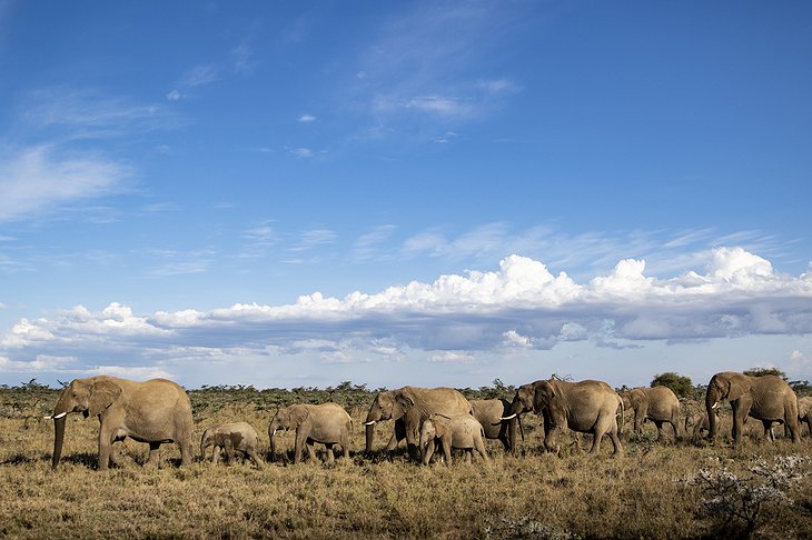 Elephants In Kenya At The Laikipia Plateau