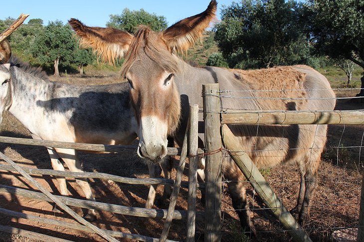 Donkeys at Nespereira Estate