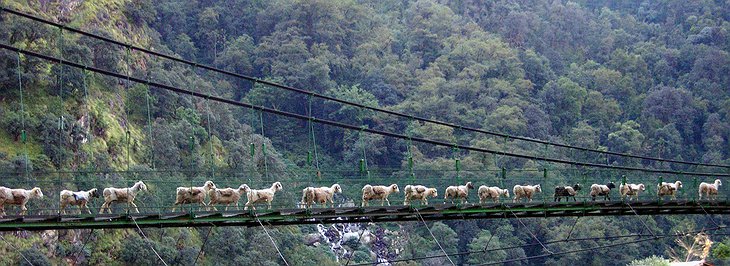 Bridge for people and sheeps