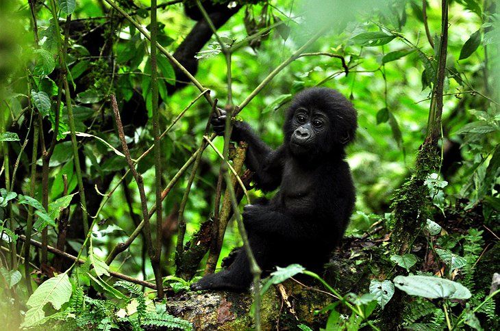 Tiny gorilla in the forests of Uganda