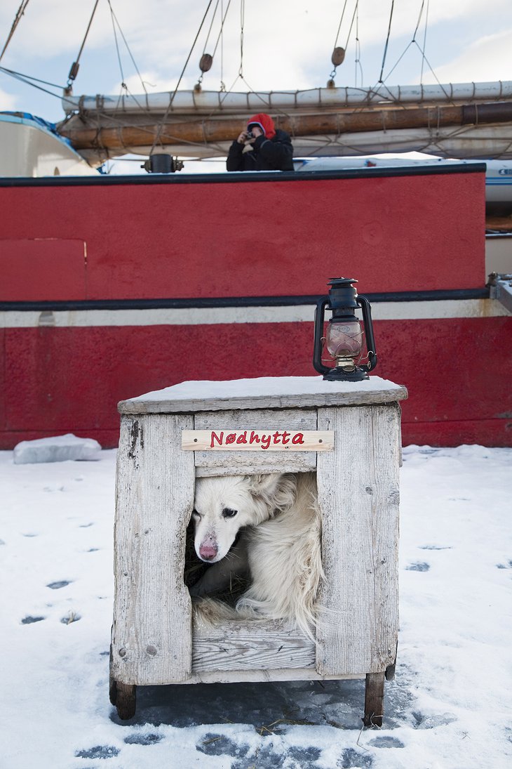 Dog in the box and Spitsbergen Ship in the background