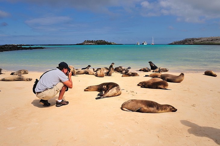 Galapagos seals on the beach with a tourist taking photos of them