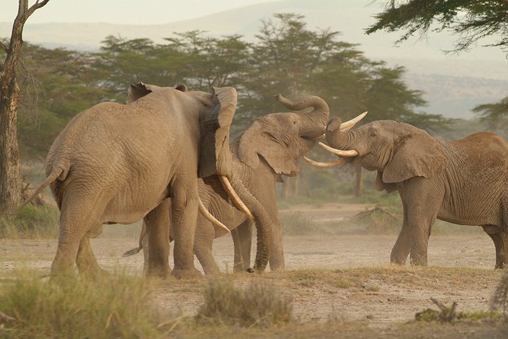 Arusha National Park elephants