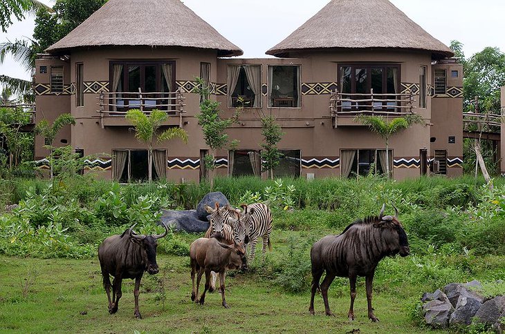 Mara River Safari Lodge wild animals at your room