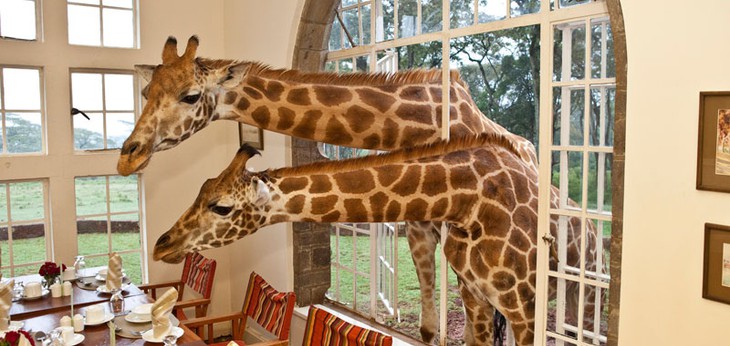 Girafes en regardant à travers la fenêtre