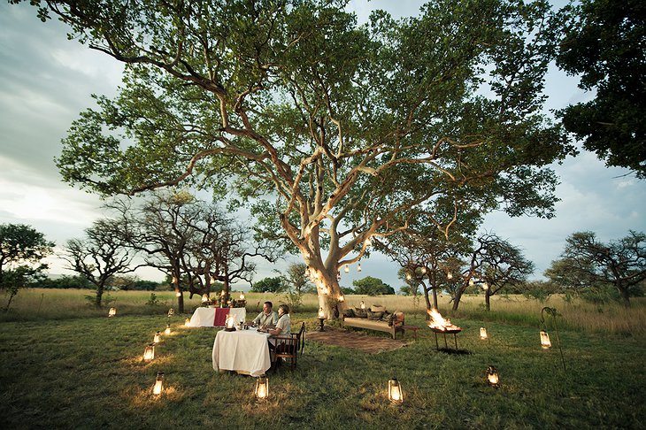 Romantic dinner in the nature under a tree