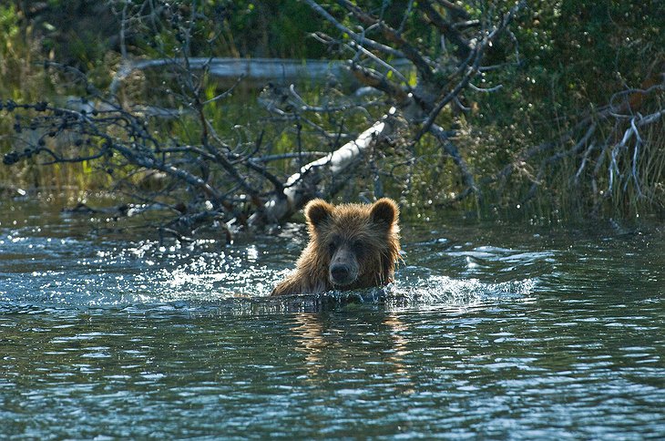 Grizzly bear at Chilcotin