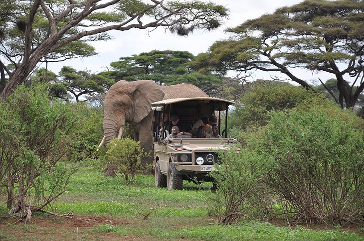 Arusha National Park safari