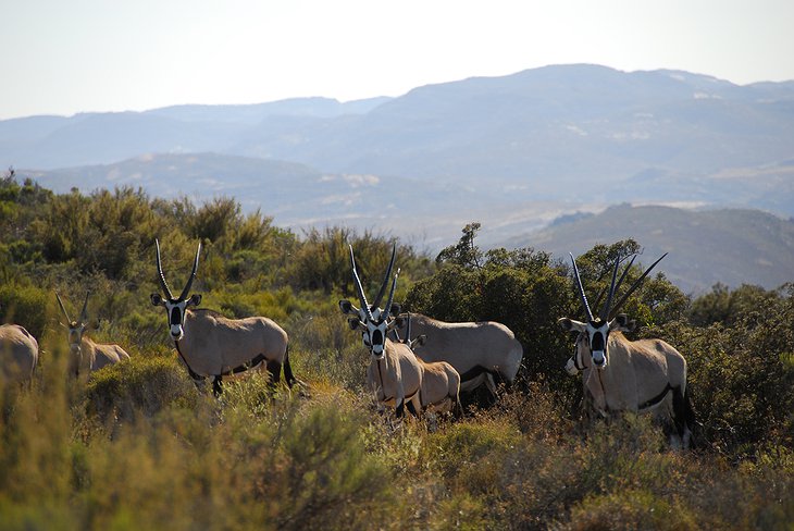 Antelopes in Springbok