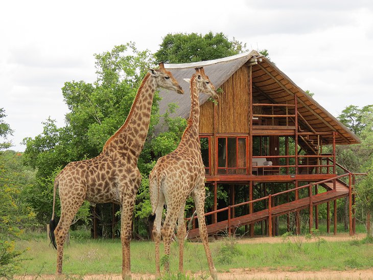 Giraffes at Pezulu
