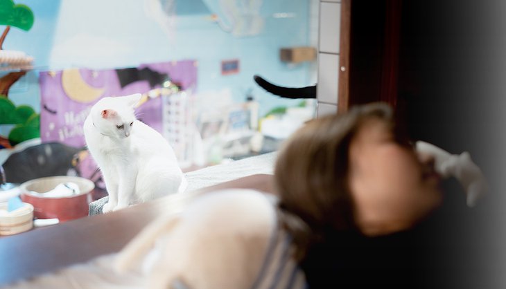 Japanese Capsule Hotel With Cats While You Sleep