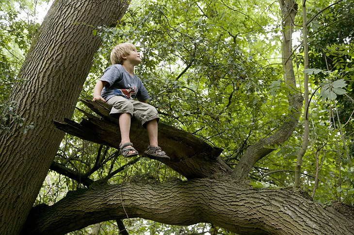 Boy sitting on a tree