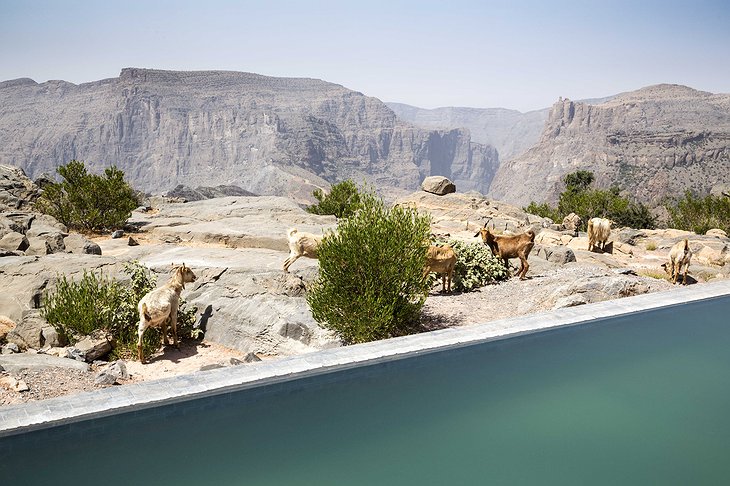 Anantara Al Jabal Al Akhdar Resort pool and goats