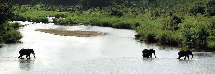 Elephants in the river panorama