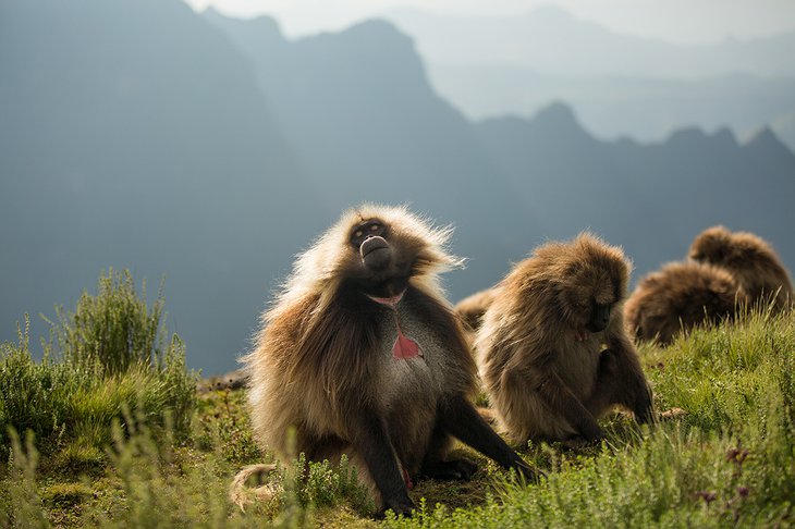 Simien Mountains National Park monkeys