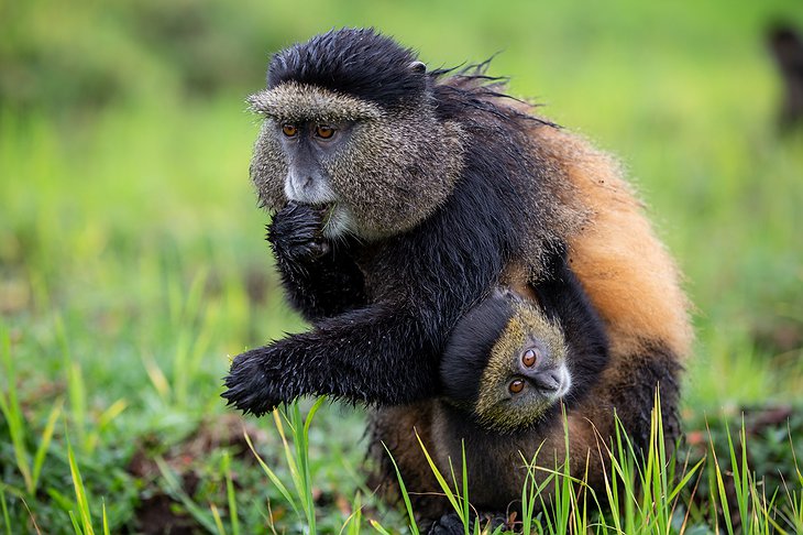 Golden monkey mother with a small baby