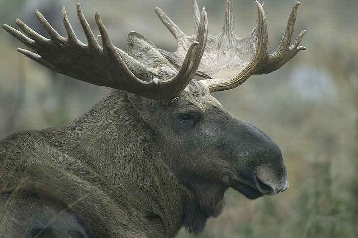 Moose close-up