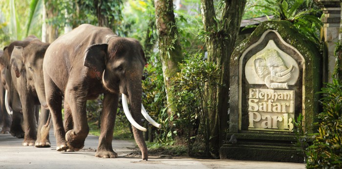 Elephant Safari Park Lodge