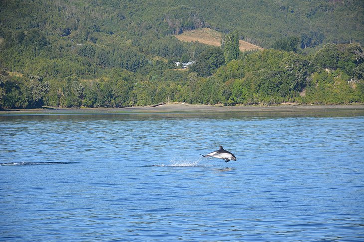 Dolphins in the Pullao Bay
