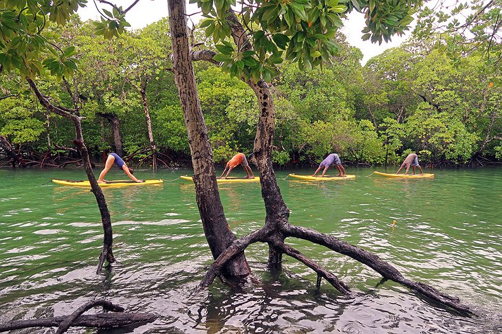 SUP Yoga in the mangroves