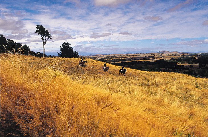 Horseriding in Taupo
