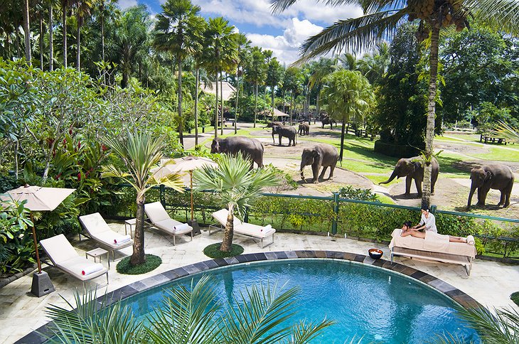 Swimming pool and elephants