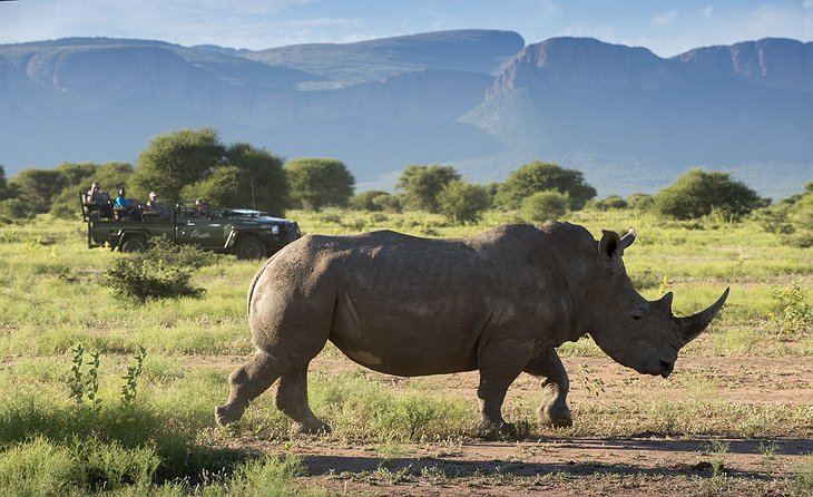 Marakele National Park running rhino
