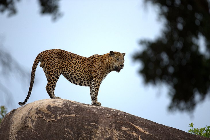Yala National Park leopard