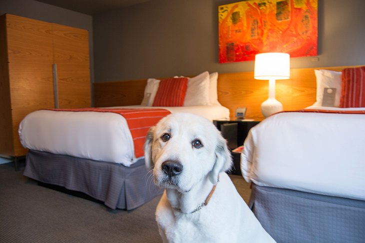 Hotel Max Seattle room with a cute dog