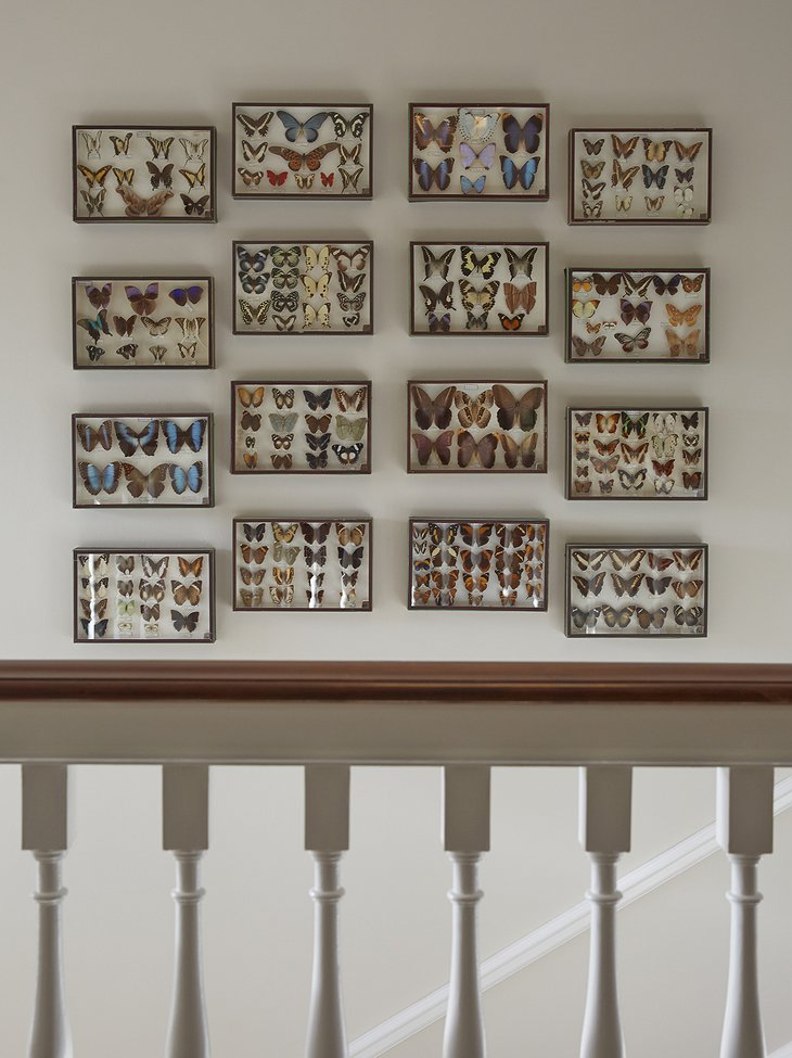 Foxhill Manor butterfly collection on the wall