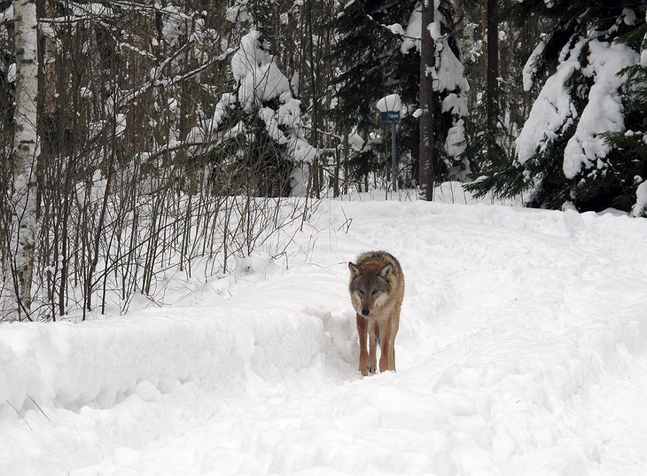 Wolf on the snowy road