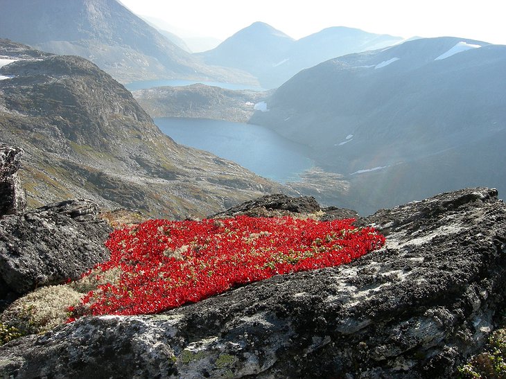 Red flowers on the top of the Norwegian mountain