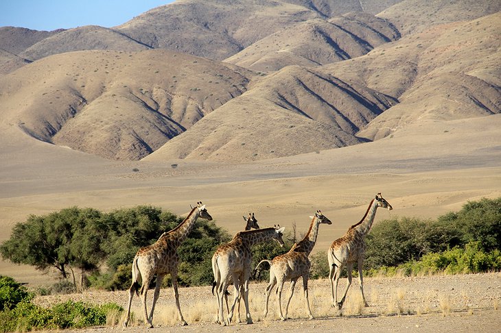 Purros, Namibia giraffes