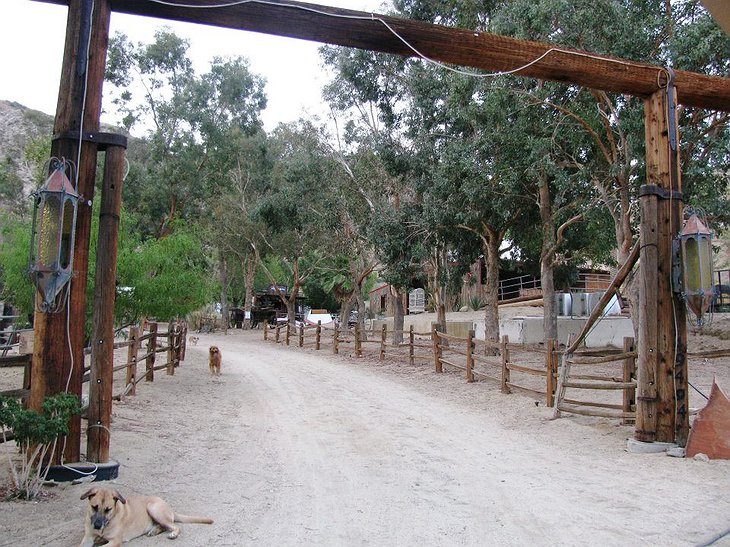 Genuine Draft Horse Ranch gate with dogs