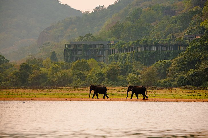 Heritance Kandalama Hotel and elephants in the Kandalama Wewa