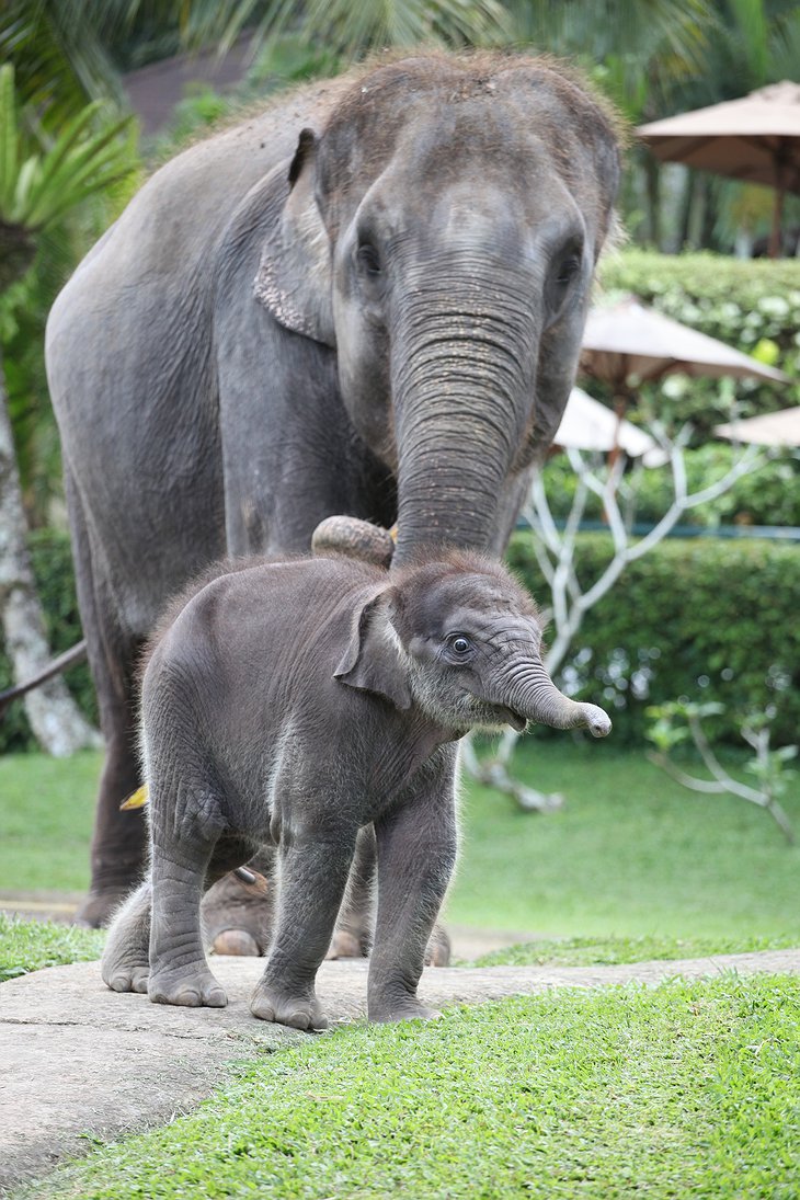 Mommy and baby elephant