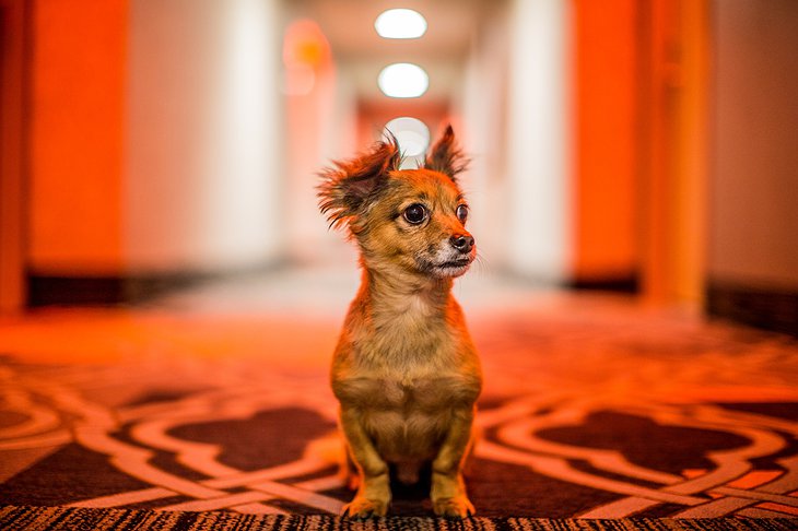 Whitney Peak Hotel cute dog