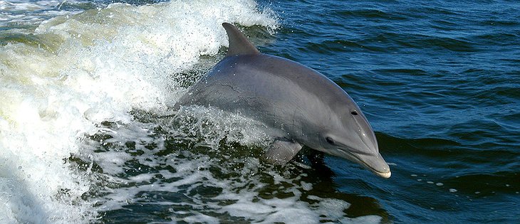 Dolphin at the Xinalani beach