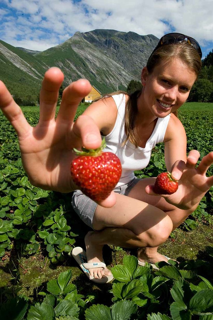 Cute girl collecting strawberries