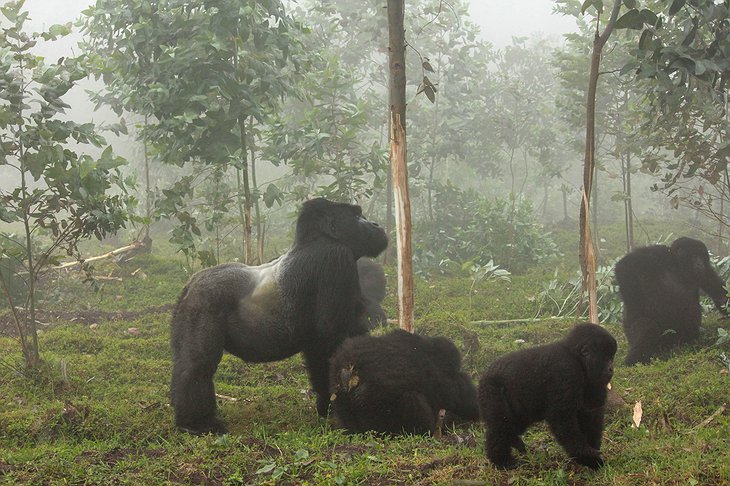 Mountain Gorillas At The Volcanoes National Park