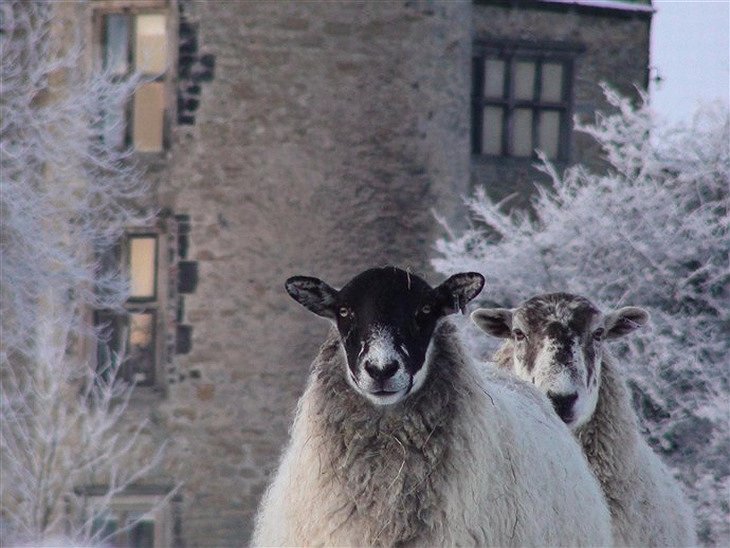 Walworth Castle and goats
