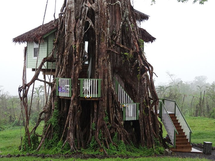 Banyan tree treehouse