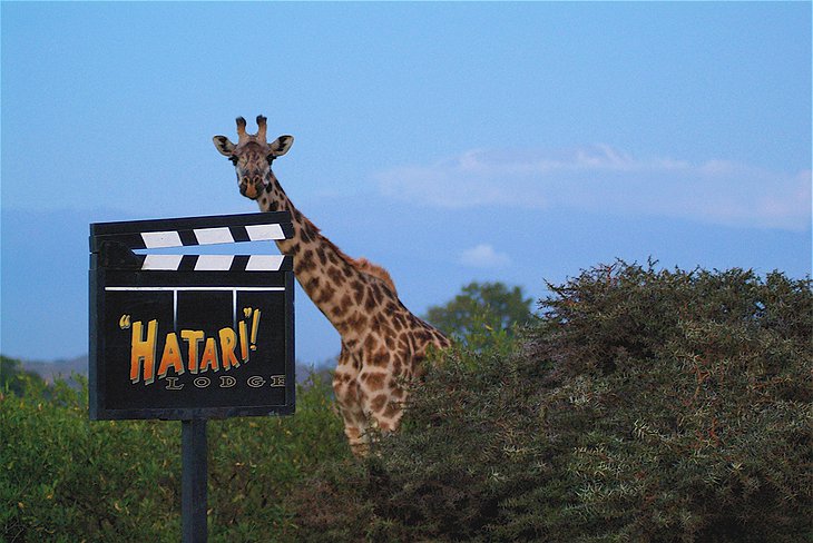 Hatari Lodge sign and a giraffe
