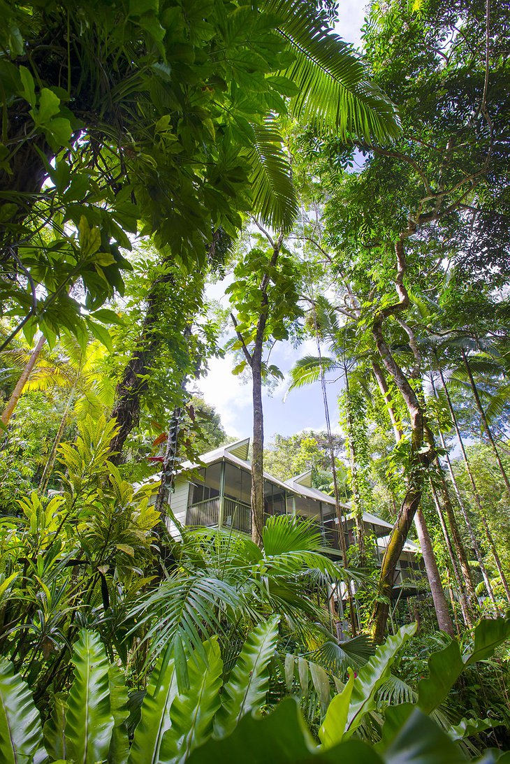 Daintree Eco Lodge building in the lush rainforest