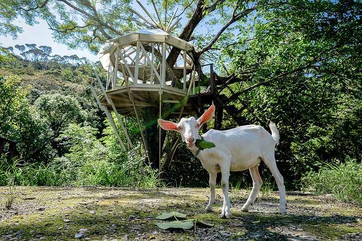 Treeful Treehouse Sustainable Resort Goat