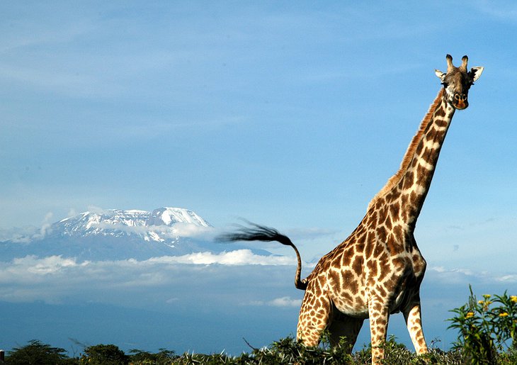Giraffe with Kilimanjaro in the background
